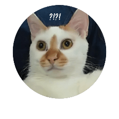 sisu the dream kitty