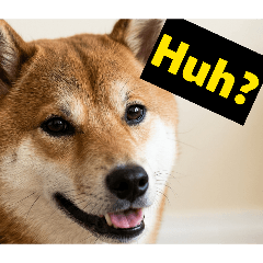 Cool Cool Shiba Inu