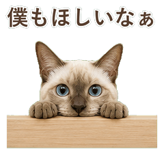 貓咪真心話 C063