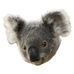 Real koalas and stamps