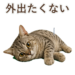 貓咪真心話 C072