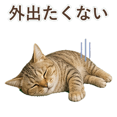 貓咪真心話 C070