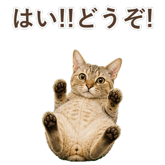 貓咪真心話 C071