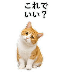 貓咪搞笑真心話 C090