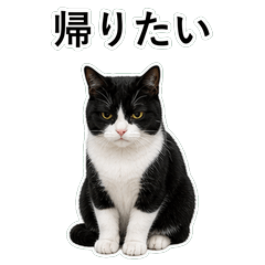 貓咪搞笑真心話 C088