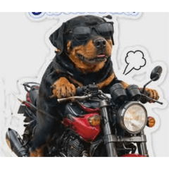 Meaw_20260430072308