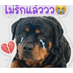 Meaw_20260430072701