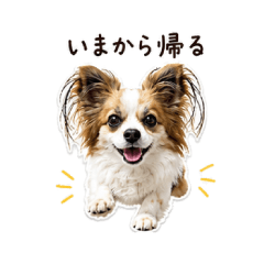 Choco's Daily Phrases