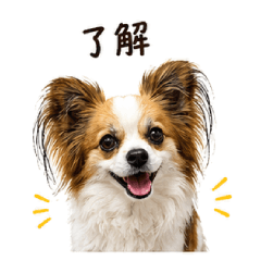 Chiwa-Papi Daily Conversation Stickers