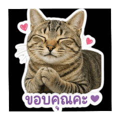 meetangcat_20260430080943