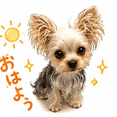 COCO, the mischievous Yorkie