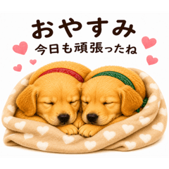Fluffy Golden Retriever Sisters Vol.2
