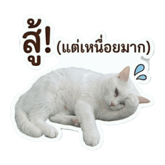 Thitima_20260430105852