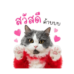 ammi_20260430112449