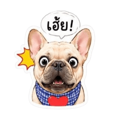 Frenchies lover