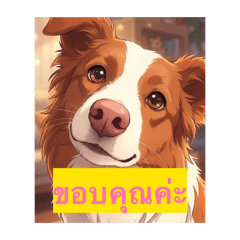 border collie...