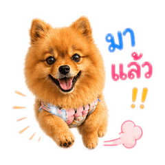 NongFoyThong