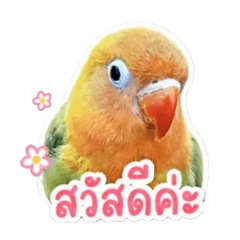 Thangthai v1