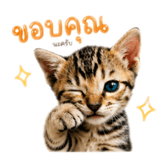 Cute Cute cat.