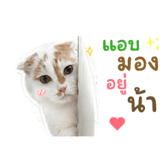 Link_20260430134930