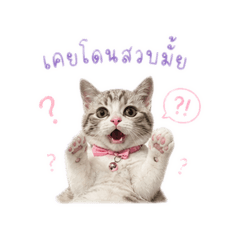 Khaohom_20260430135456