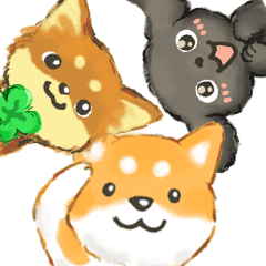 Shiba Chihuahua Toy poodle