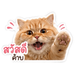 Winner_20260430140127