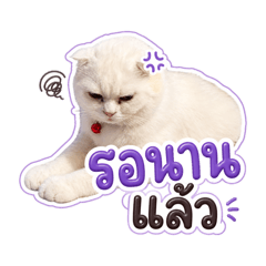 PPI.pheeprideice_20260430141957