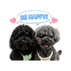 Poodle Lover_20260430143022