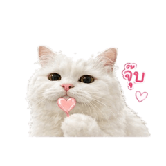 HaruNekoCat