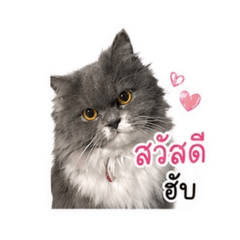 Thungtong cat