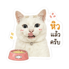 Panpan_20260430151747