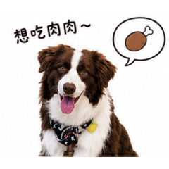 咖咖邊境牧羊犬