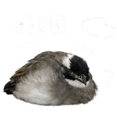 小飛欸