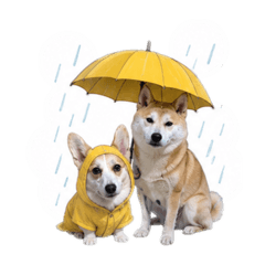 饅頭&阿比的日常-Cute Dogs’ Daily