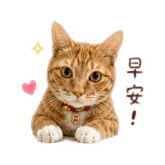 帥氣喵喵3