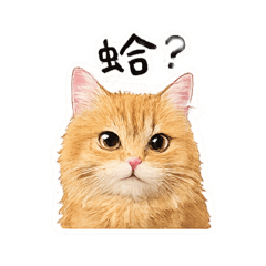柳丁的快樂生活ㄧ