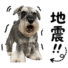 schnauzers koko 5