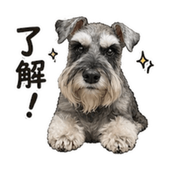 schnauzers koko 6
