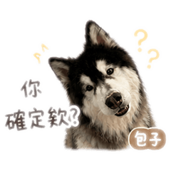 我是哈士奇，不是吉娃娃「包子篇」