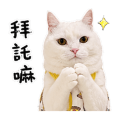 小貓咪的日常3