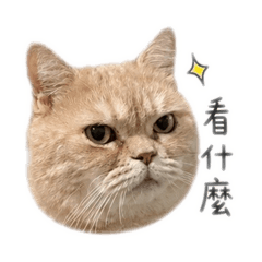 摳摳ㄉ大臉攻擊