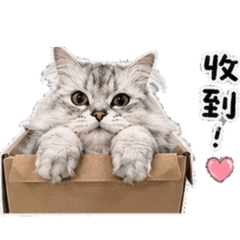 小貓咪的日常4
