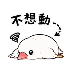 白文鳥貼圖