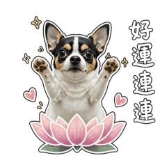 吉樂世界（快樂似神仙）吉娃娃 貴賓
