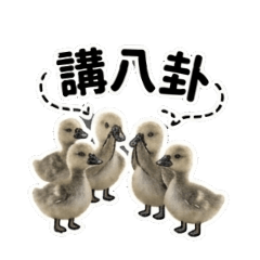 喵鵝上工了