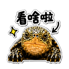 我家龜龜4
