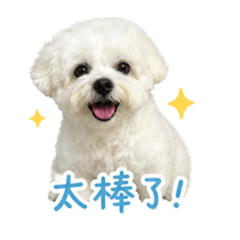 我家瑪爾濟斯Bobby的日常