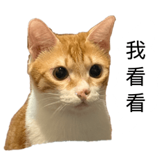 邱家貓兄弟