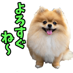 宮城仙台弁☆ポメラニアン